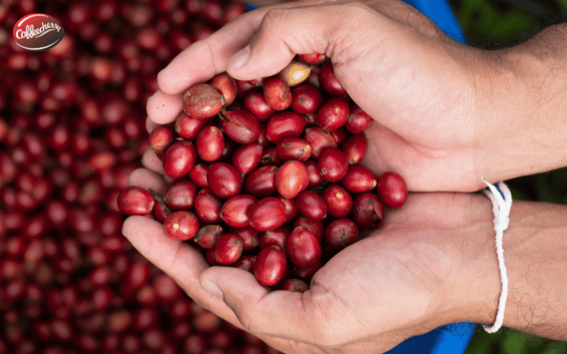 dau-la-ly-do-giup-ca-phe-robusta-phu-hop-khi-hau-viet-nam (2)